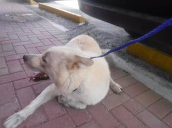 ATLAS -  Siberian Husky and Mixed Breed Dog for Adoption in Doral, Florida - ATLAS | PetCurious