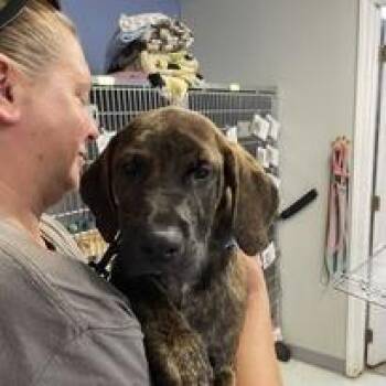 Luka -  Hound and Mixed Breed Dog for Adoption in Walden, New York - Luka | PetCurious