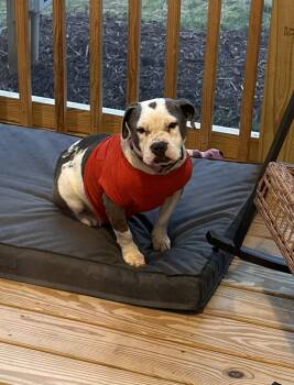 American Bulldog Dogs Available for Adoption in Woodbridge, Connecticut - Bella | PetCurious