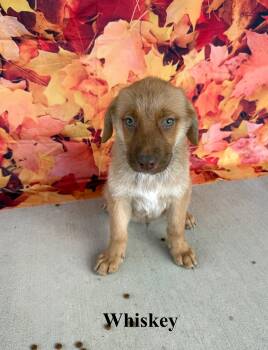 Whiskey -  Shepherd Dog for Adoption in Celina, Ohio - Whiskey | PetCurious