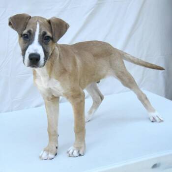 Catahoula Leopard Dog and Mixed Breed Dogs Available for Adoption in Matteson, Illinois - Ridge | PetCurious