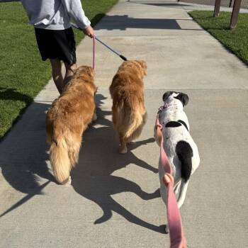 Pit Bull Terrier Dogs Available for Adoption in San Diego, California - Azara | PetCurious