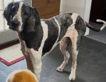 George -  Newfoundland Dog and Poodle Dog for Adoption in Larkspur, Colorado - George | PetCurious