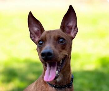 Binny -  Miniature Pinscher Dog for Adoption in San Ramon, California - Binny | PetCurious