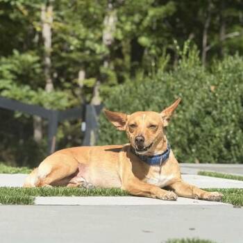 Deacon -  Corgi and Chihuahua Dog for Adoption - Deacon | PetCurious