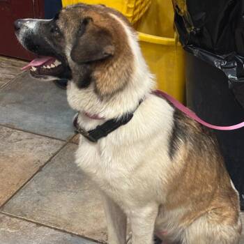 Australian Shepherd and Cattle Dog Dogs Available for Adoption - Grizzly Bear | PetCurious