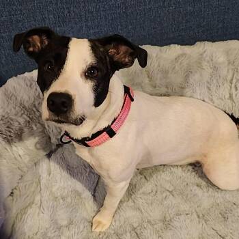 Rhonda -  Mixed Breed Dog for Adoption in Olathe, Kansas - Rhonda | PetCurious