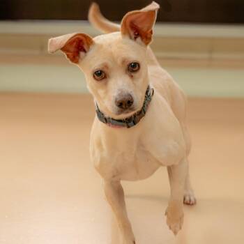Gatsby -  Mixed Breed Dog for Adoption in Summerfield, North Carolina - Gatsby | PetCurious