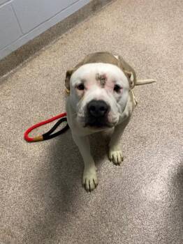 Wuzzle -  Pit Bull Terrier Dog for Adoption in Troy, Ohio - Wuzzle | PetCurious