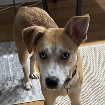 Prince -  Husky and Mixed Breed Dog for Adoption in Washington, District Of Columbia - Prince | PetCurious
