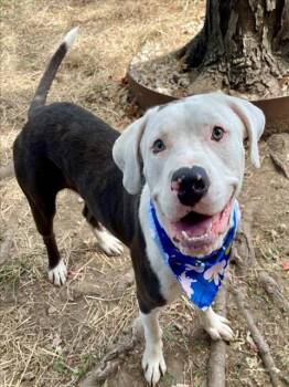BANJO -  Pit Bull Terrier and Mixed Breed Dog for Adoption in Tulsa, Oklahoma - BANJO | PetCurious