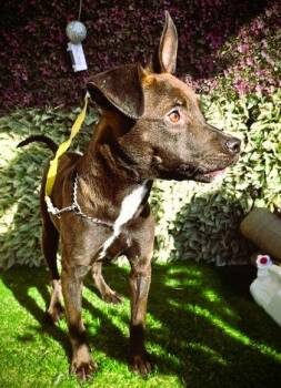 Chocolate Labrador Retriever and Chihuahua Dogs Available for Adoption - Perrier | PetCurious