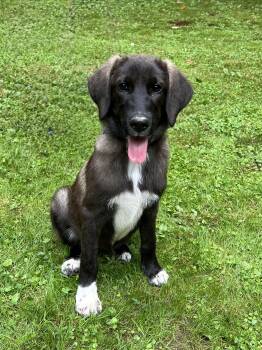 Nala -  Mixed Breed Dog for Adoption in Columbia, Maryland - Nala | PetCurious