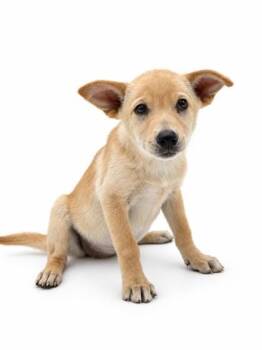 Ginger -  Labrador Retriever and Mixed Breed Dog for Adoption in Bowling Green, Kentucky - Ginger | PetCurious