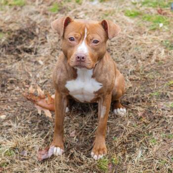 Honey Dobbs -  Pit Bull Terrier Dog for Adoption in Wilmington, Delaware - Honey Dobbs | PetCurious