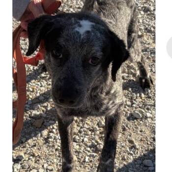 Toby -  Australian Cattle Dog Blue Heeler Dog for Adoption in Normal, Illinois - Toby | PetCurious