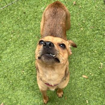 Chaparrita -  Chihuahua Dog for Adoption in Oakland, California - Chaparrita | PetCurious