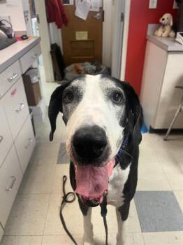 AUDREY -  Great Dane Dog Available for Adoption in Brewster, Massachusetts - AUDREY | PetCurious