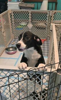 Marty -  Basset Hound Dog for Adoption in Wando, South Carolina - Marty | PetCurious