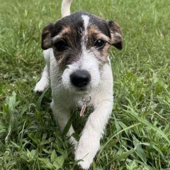 Sox -  Jack Russell Terrier Dog for Adoption in Chesapeake, Virginia - Sox | PetCurious