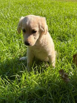 Australian Cattle Dog Blue Heeler and Golden Retriever Dogs Available for Adoption in New Baltimore, Michigan - Strawberry | PetCurious