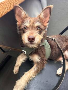 Popcorn -  Yorkshire Terrier and Miniature Schnauzer Dog for Adoption in New Baltimore, Michigan - Popcorn | PetCurious