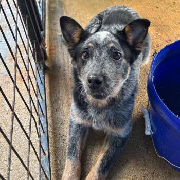 Australian Cattle Dog Blue Heeler Dogs Available for Adoption in Lake Jackson, Texas - Royal | PetCurious