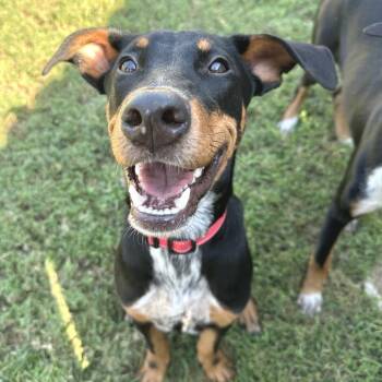 Volt -  Mixed Breed Dog for Adoption in Lenexa, Kansas - Volt | PetCurious