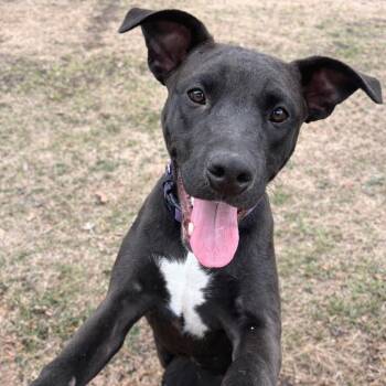 Labrador Retriever and Pit Bull Terrier Dogs Available for Adoption - River  | PetCurious