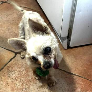 Clinique -  Chihuahua Dog for Adoption in Ramona, California - Clinique | PetCurious