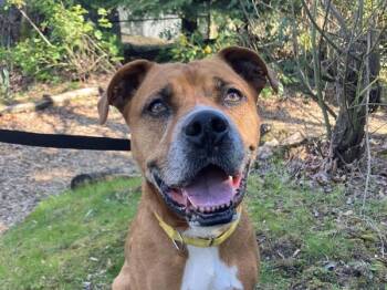 Corkscrew -  Pit Bull Terrier Dog for Adoption in Portland, Oregon - Corkscrew | PetCurious