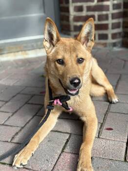 Mia -  Jindo Dog for Adoption in New York, New York - Mia | PetCurious