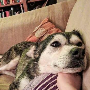 Husky Dogs Available for Adoption - Lorelei (20260216-10) | PetCurious