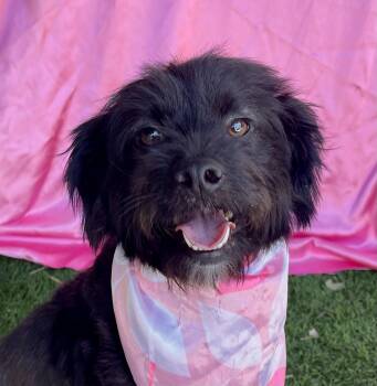 CASSIE -  Poodle and Terrier Dog for Adoption in Rowland Heights, California - CASSIE | PetCurious