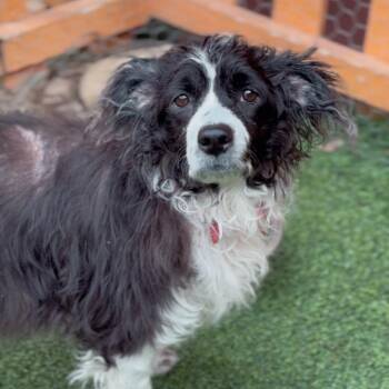 Cocker Spaniel Dogs Available for Adoption - Nori A2252479 | PetCurious