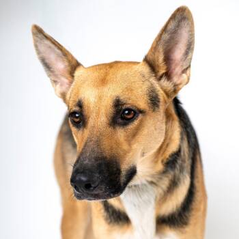 Skipper -  German Shepherd Dog Dog for Adoption in Palm Springs, California - Skipper | PetCurious