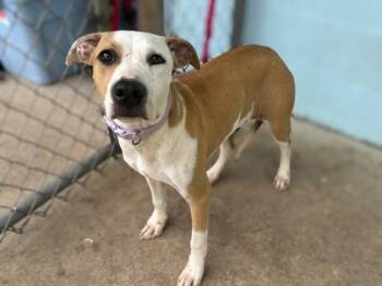 Dulce -  Terrier and Mixed Breed Dog for Adoption in Gainesville, Florida - Dulce | PetCurious