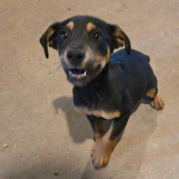 Labrador Retriever Dogs Available for Adoption in Waggaman, Louisiana - Mindy | PetCurious