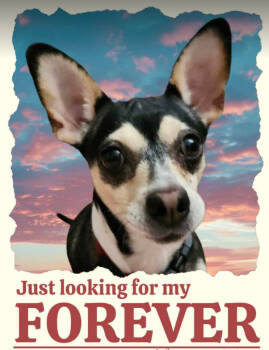 Rescue Chihuahua Dogs for Adoption in Cranston, Rhode Island - Willow Springs In TX | PetCurious