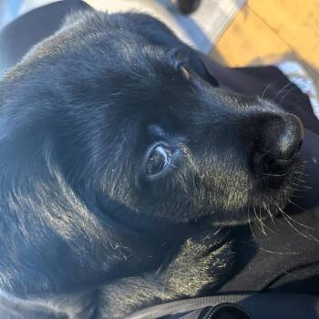 Golden Retriever and Chocolate Labrador Retriever Dogs Available for Adoption - Ryder | PetCurious