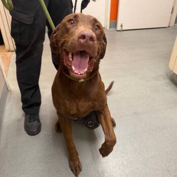 Benny -  Chocolate Labrador Retriever Dog for Adoption in Westminster, California - Benny | PetCurious