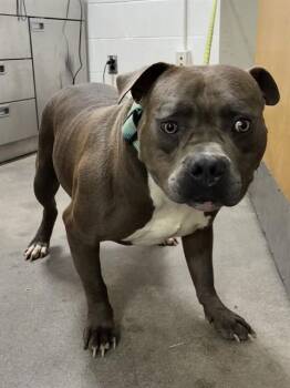 BINGO -  Pit Bull Terrier Dog for Adoption - BINGO | PetCurious