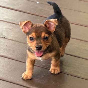 Smidge -  Dachshund and Chihuahua Dog for Adoption in Kansas City, Missouri - Smidge | PetCurious