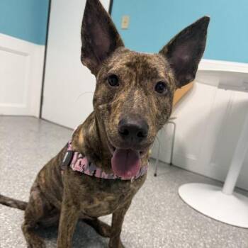 River -  Labrador Retriever Dog for Adoption in Houston, Texas - River | PetCurious