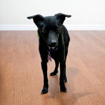 Chihuahua Dogs Available for Adoption in Hillsborough, North Carolina - Stoney | PetCurious