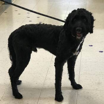 Trophie -  Poodle and Black Labrador Retriever Dog for Adoption - Trophie | PetCurious
