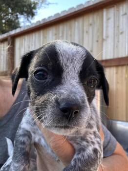 LINUS -  Chihuahua and Miniature Poodle Dog for Adoption in Atascadero, California - LINUS | PetCurious