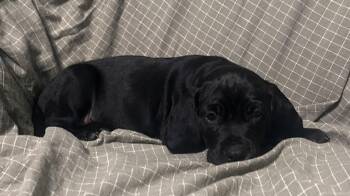 Rescue Beagle and English Springer Spaniel Dogs for Adoption in Pottstown, Pennsylvania - Hazelnut | PetCurious