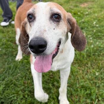 Albert -  Hound and Mixed Breed Dog for Adoption in Marshall, Virginia - Albert | PetCurious