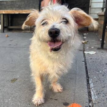 Comet -  Cairn Terrier Dog for Adoption - Comet | PetCurious